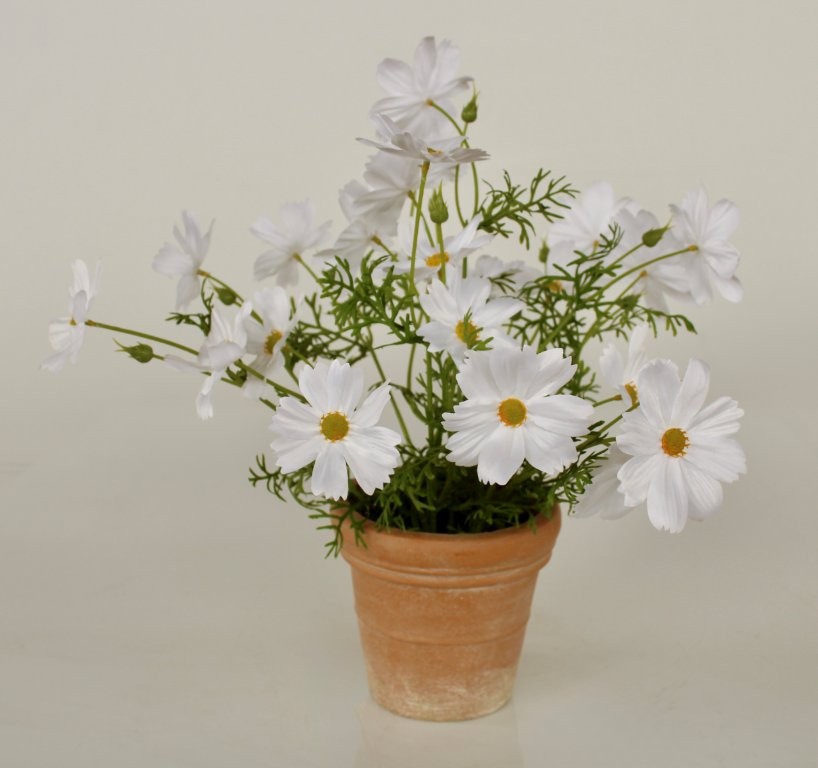 Cosmos In Terracotta Pot